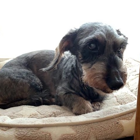 周南市O様ミニチュアダックスのあんずちゃん