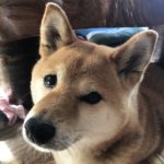 周南市F様犬の日葵ちゃん