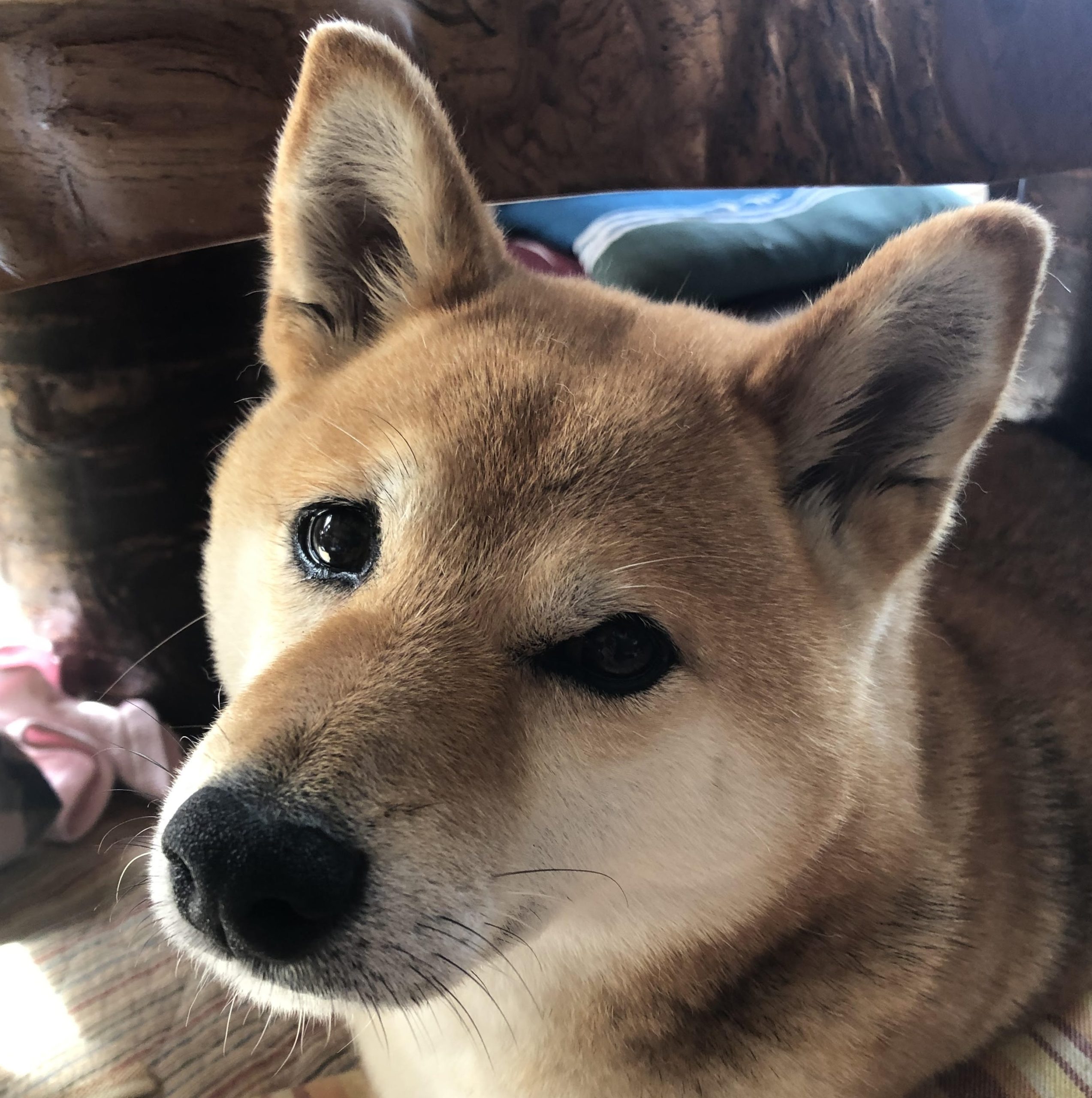 周南市F様犬の日葵ちゃん