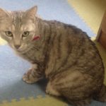 柳井市T様猫のレオくん