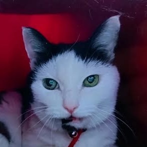 周南市A様猫のテンテンちゃん