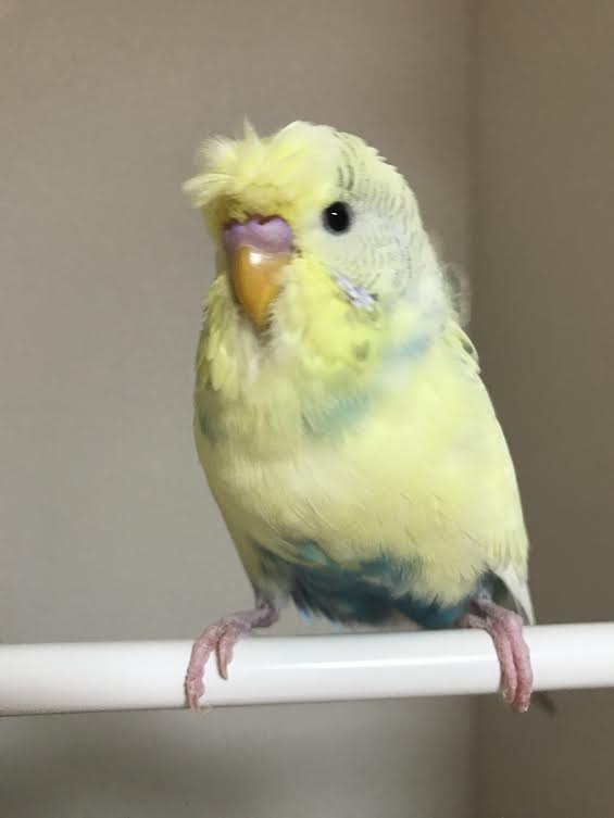周南市N様セキセイインコのくうちゃん | 小田ペット葬祭
