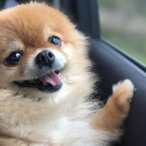 周南市O様ポメラニアンの蘭ちゃん