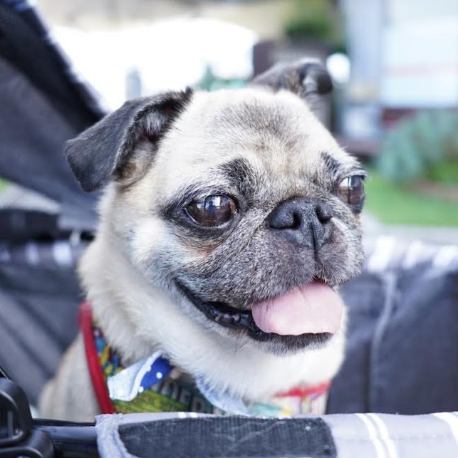 光市O様パグの小春ちゃん