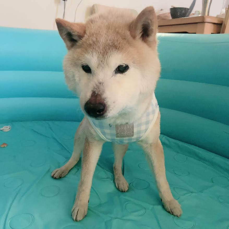 下松市G様柴犬のタロウくん