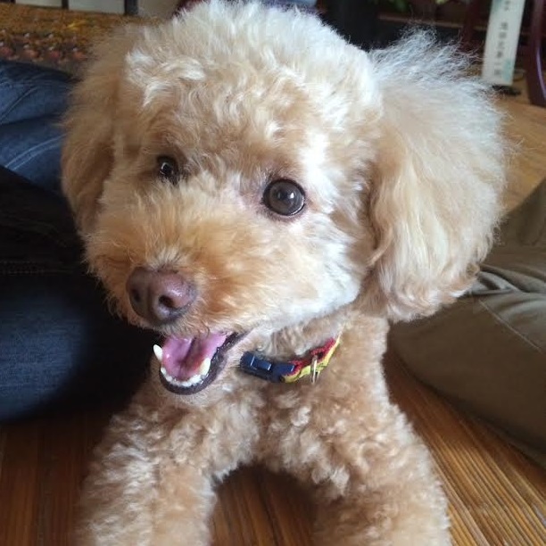 光市T様トイプードルのモコちゃん