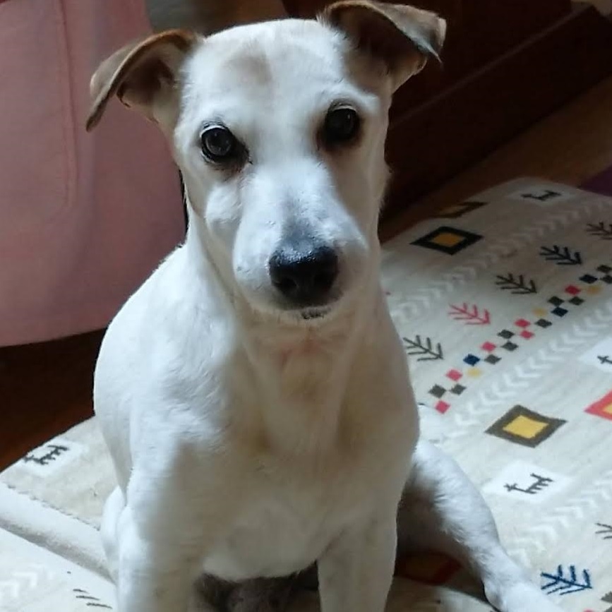 岩国市W様ジャックラッセルテリアのセブンちゃん
