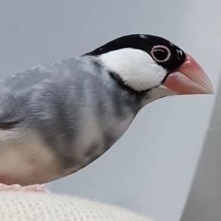 光市K様桜文鳥のアカちゃん