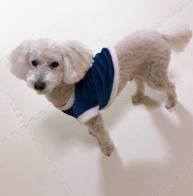 光市Y様トイプードルの海くん