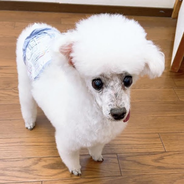 田布施町M様トイプードルのこまるくん