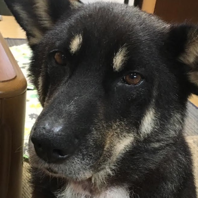 平生町K様犬の小太郎くん