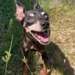 下松市M様ミニチュアピンシャーのシュリくん