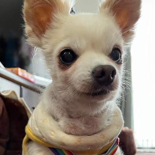 周南市M様チワワのチロちゃん