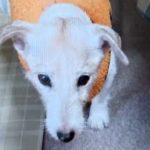 周南市S様ジャックラッセルテリアのマリアちゃん