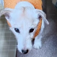 周南市S様ジャックラッセルテリアのマリアちゃん