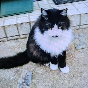 下松市H様猫のクロちゃん