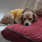 周南市T様ビーグルのマーブくん