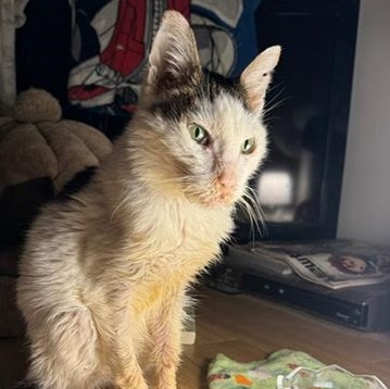 上関町F様猫のカリンくん