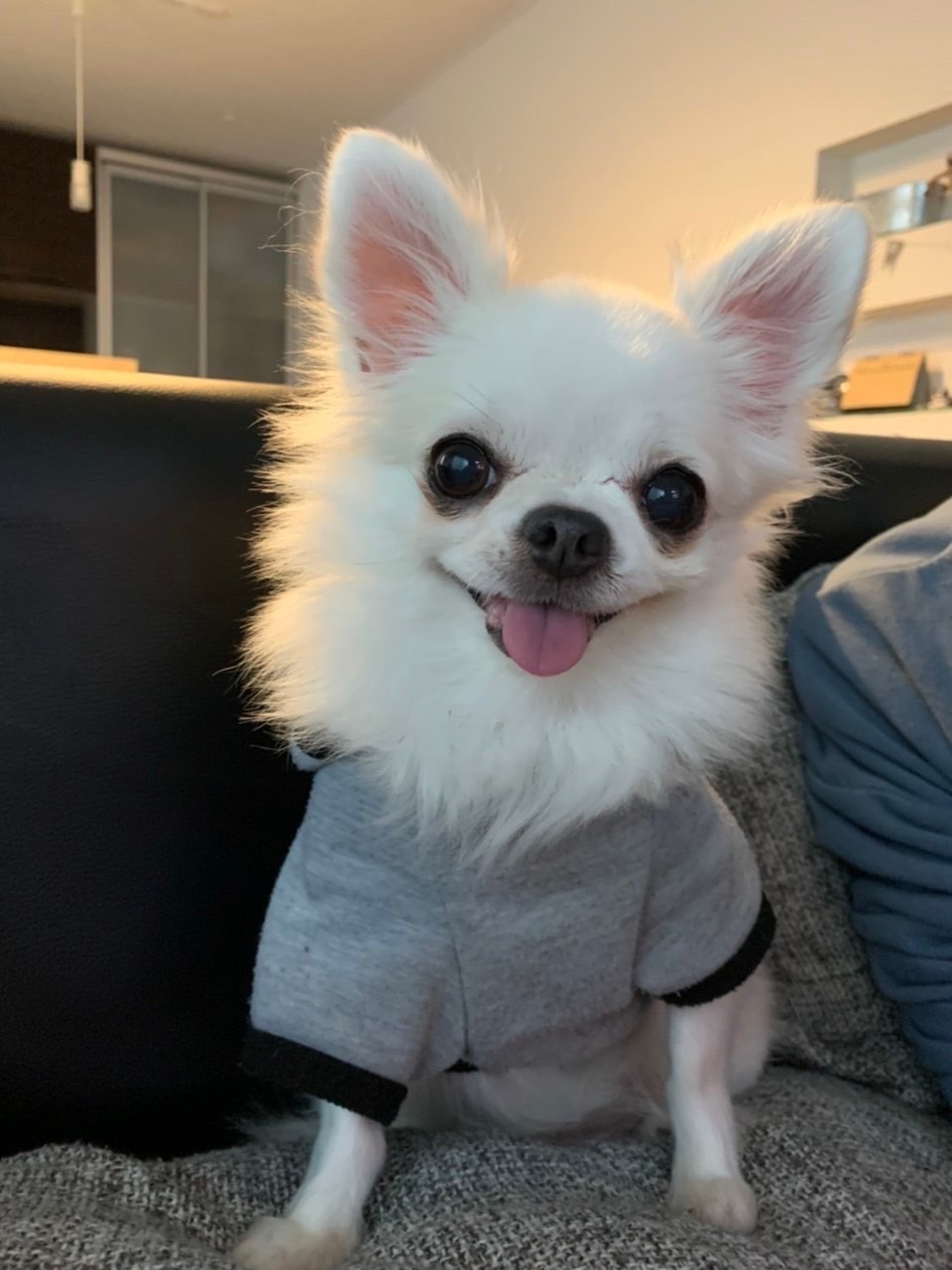 周南市S様チワワのなっぷちゃん