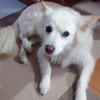 周南市N様犬のりんちゃん