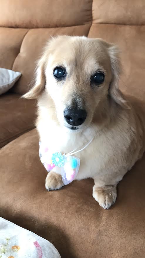 周南市I様ミニチュアダックスのクーちゃん