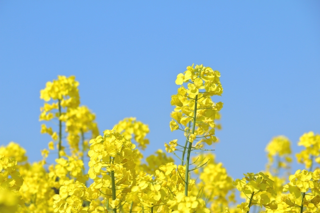 3月周南斎場月例法要案内