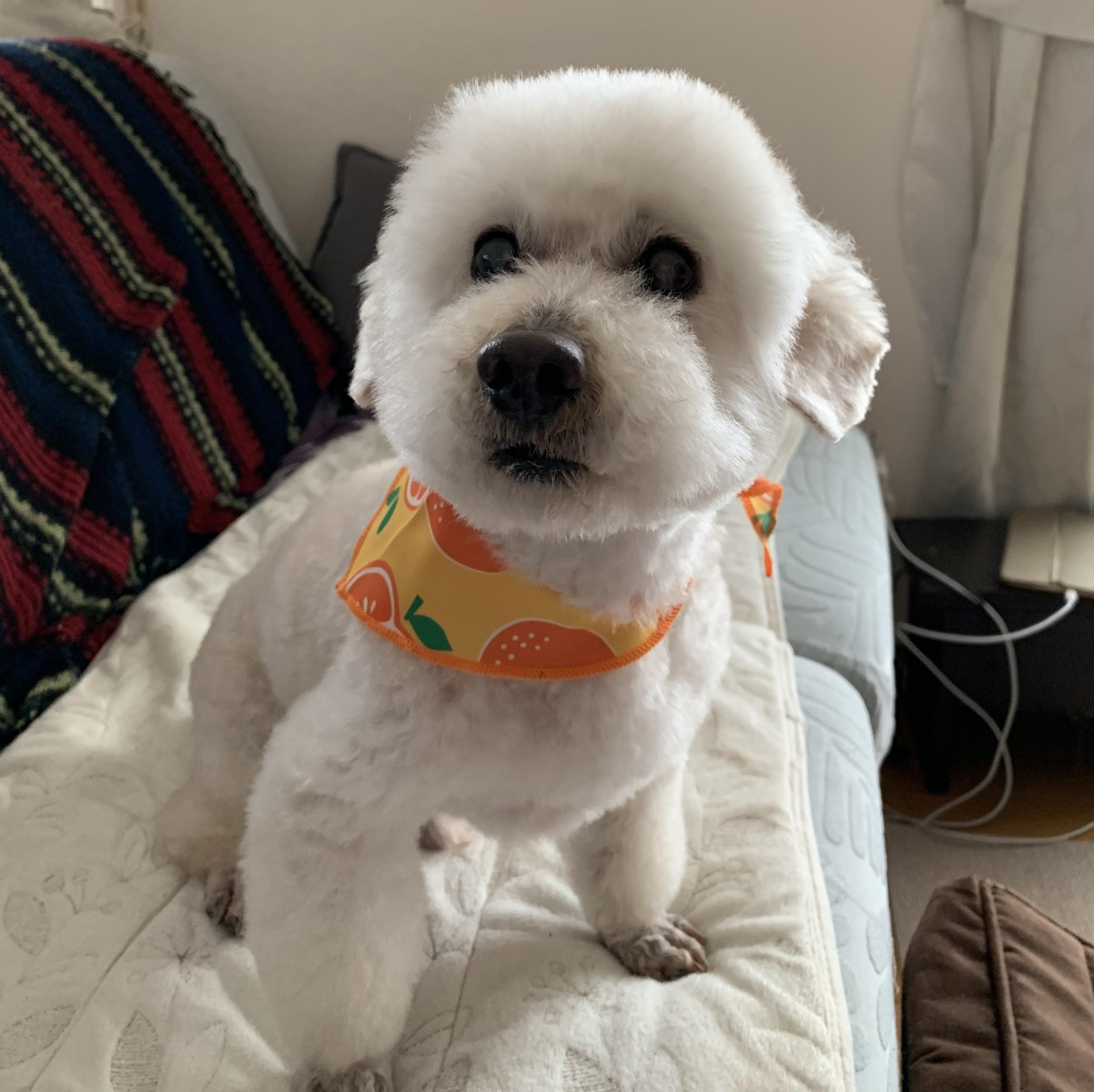 平生町O様トイプードルのミントくん