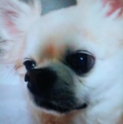 周南市I様チワワのまめきちくん