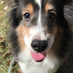 周南市T様シェルティのゆきちゃん