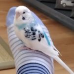 田布施町S様セキセイインコのし～ちゃん