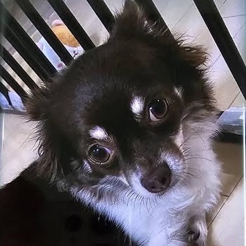 光市F様チワワのいちごちゃん