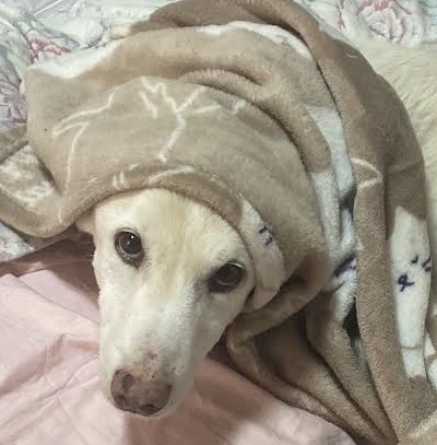 柳井市F様犬のチビチビくん