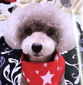 下松市N様トイプードルのディープくん