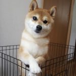 柳井市H様柴犬のももちゃん