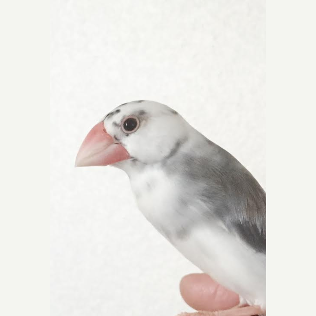 光市K様桜文鳥のきゅうちゃん