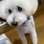 周南市S様トイプードルのポッキーくん