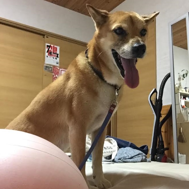 光市S様犬のぽんずくん