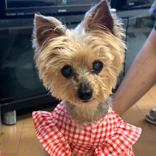 岩国市F様ヨークシャーテリアのくうちゃん