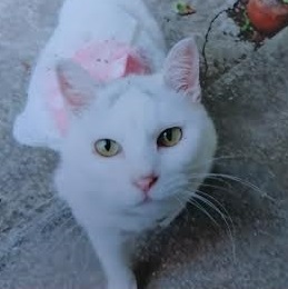 下松市Y様猫のさくらちゃん