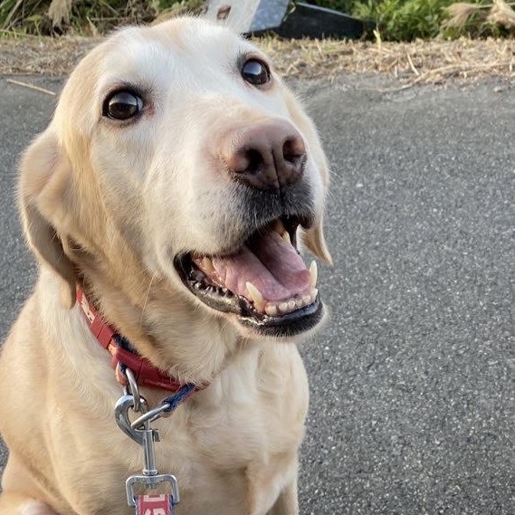 下松市I様ラブラドールレトリバーの来夢ちゃん