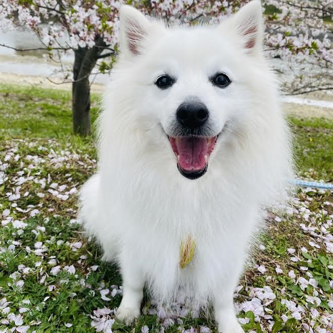 平生町K様日本スピッツのミルクくん