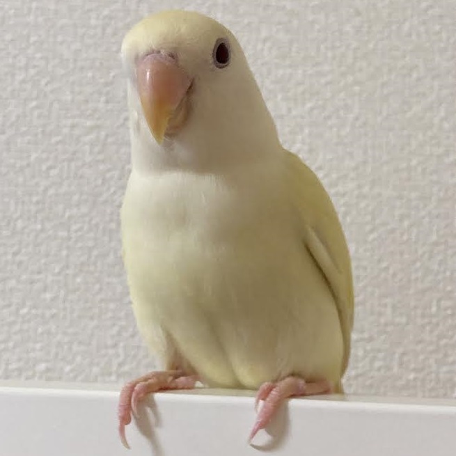 平生町のJ様コザクラインコのピーたん