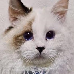 岩国市Y様ラグドールのパーシーくん