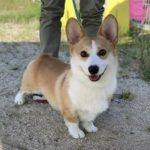 周南市M様コーギーのホープくん