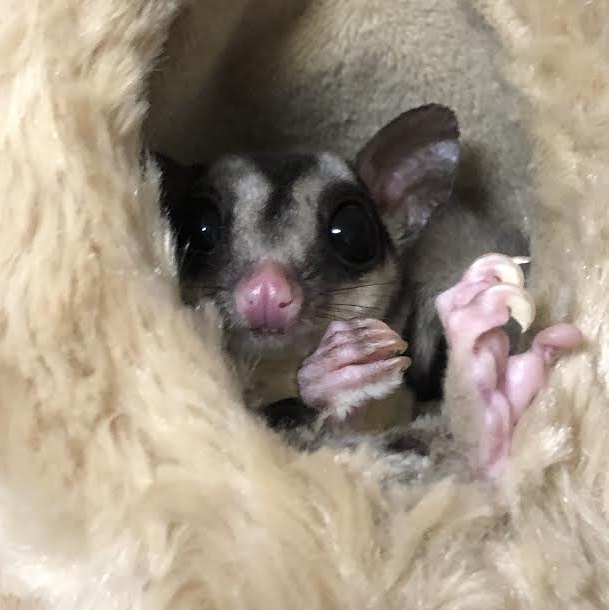 周南市S様モモンガのももんちゃん