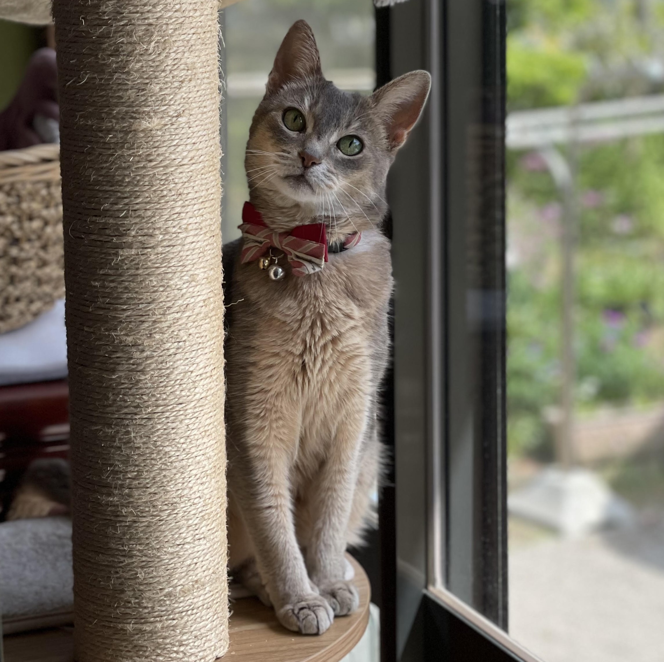 周南市O様アビシニアンのはづきちゃん