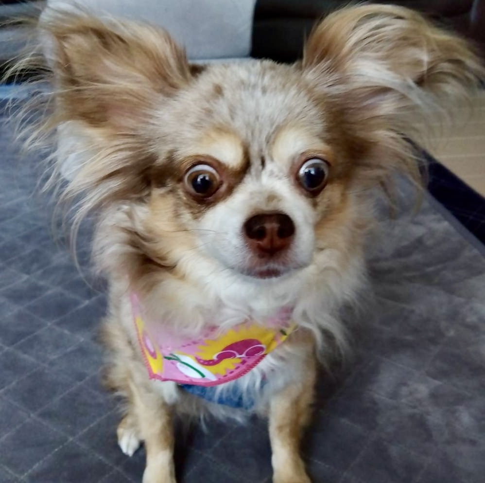 周南市H様チワワのあずきちゃん