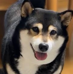 下松市T様柴犬のくうちゃん