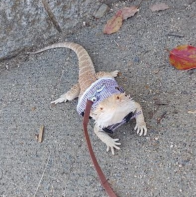 周南市Y様フトアゴヒゲトカゲのマメちゃん