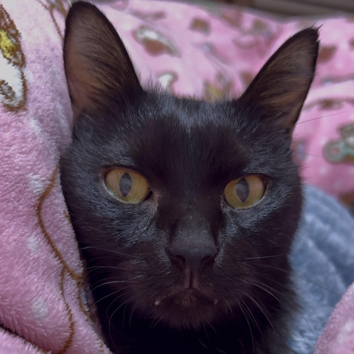 下松市M様猫のゆずくん